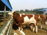 山西忻州晋北良种奶牛、肉牛养殖场