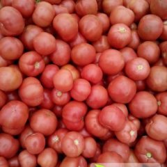 费县薛庄范存宝11月硬粉西红柿