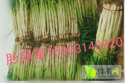 2015年河南新野铁杆大葱价格