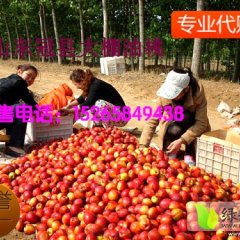 山东冠县中油4号，5号，9号油桃绿色无公害