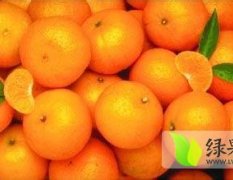宜昌红花汪正坤1月温州密柑柑橘