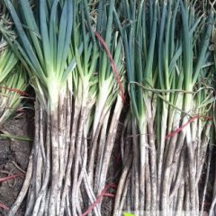 冕宁人杰地灵 铁杆大葱产品远销