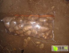 河北围场荷兰十五土豆价格行情平稳