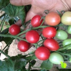 莘县西红柿逐渐升温,魏庄李靖宇诚信合作