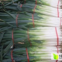 河南新野大葱大量上市，欢迎来电15716652162