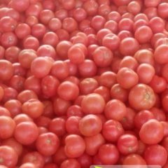 山东临沂费县大量供应粉红西红柿