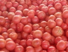 山东临沂费县大量供应粉红西红柿