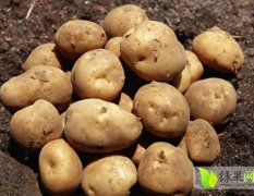 2015临洮土豆现在订货有惊喜