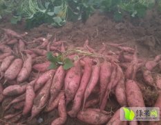 藁城 里庄出售脱毒尨薯九种薯 薯苗