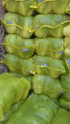 2015年湖南君山澳尔良白菜价格