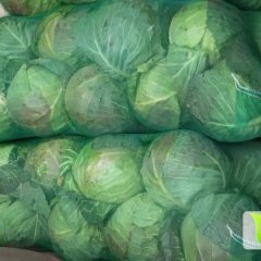 2014君山甘蓝抓住商机无限