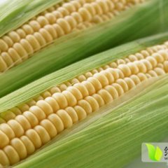 陇西农产艾虎1月紫玉米