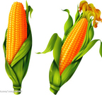 甘肃陇西先玉698玉米香甜可口