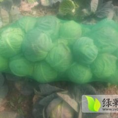 2015君山绿缘甘蓝皮球，现在货源紧张