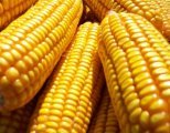 2015澄城玉米再不来就没机会了！