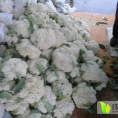 江苏铜山白面青梗松花菜菜花长势旺盛