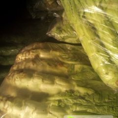 滦南莴笋；；菜笋
