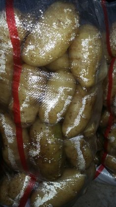 2015滕州土豆再不来就没机会了！