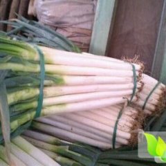 山东平度大葱质优价廉葱白高40-50cm