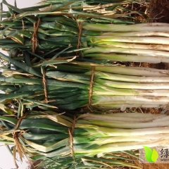 山东莱城长白大葱价格行情平稳