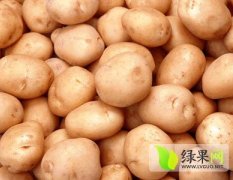 2015讷河土豆现在订货有惊喜
