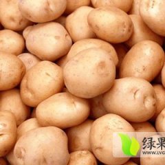 2015讷河土豆现在订货有惊喜