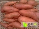 2015夏津红薯钱多人傻速来抢购