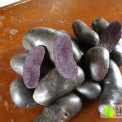 2015西固土豆收购工作全面开展