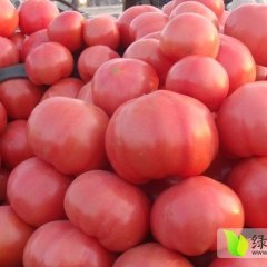 2015禹城西红柿再不来就没机会了！