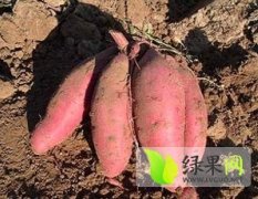 山西霍州商薯19红薯聚焦市场