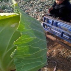 河南甘蓝质量上乘,汝州邵志远诚信合作