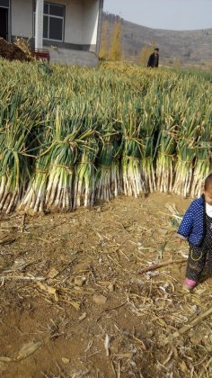 2015蒙阴大葱价格波动不大