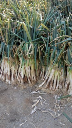 蒙阴桃曲张张9月章丘大葱