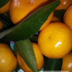 广西柳城县大量马水桔年后登场。