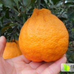 东坡古佛王金元1月春见，丑柑柑橘