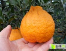 东坡古佛王金元1月春见，丑柑柑橘