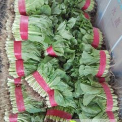 岱岳小白菜随行就市,良庄马宗文诚信合作