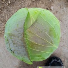 君山甘蓝逐渐升温,岳阳张先生诚信合作