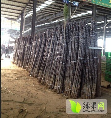 2015年四川成都黑皮果蔗价格
