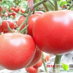 任城千亩大棚基地质量第一