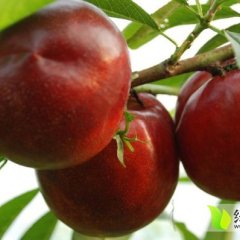 普兰店油桃著名品牌,普兰李玉新诚信合作