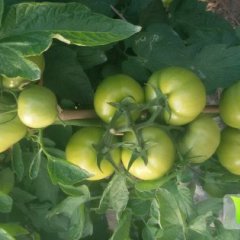 浙江苍南荷兰218西红柿逐渐升温