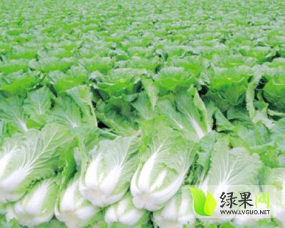 2015年山东平度胶州大白菜价格