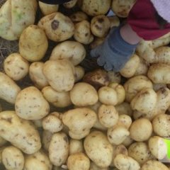 山东滕州早大白土豆质量上乘