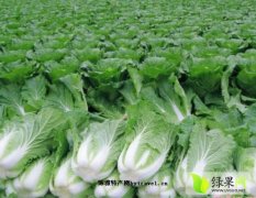 河北玉田北京新三号白菜价格行情平稳