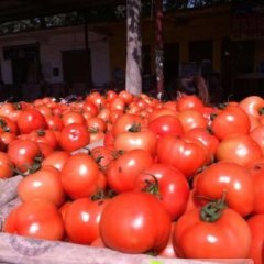 莘县西红柿名扬天下,河店田存朋诚信合作