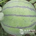 2016山东莘县西瓜五一开始上市