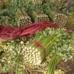 天津加州王（文图拉）：黄花店甄