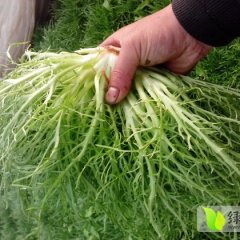 青州蔬菜孙国梁1月优质苦菊其他蔬菜