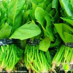山东惠民黑叶菠菜产销两旺